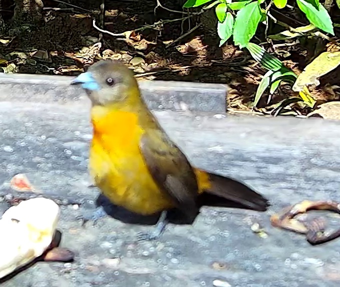 Tangara flamboyant