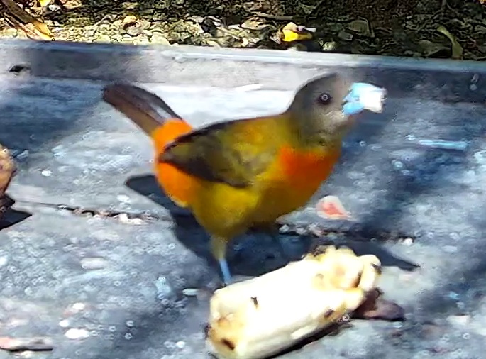 Tangara fourchu