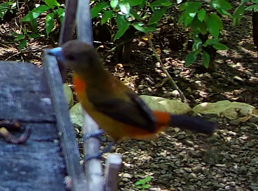 Tangara flamboyant