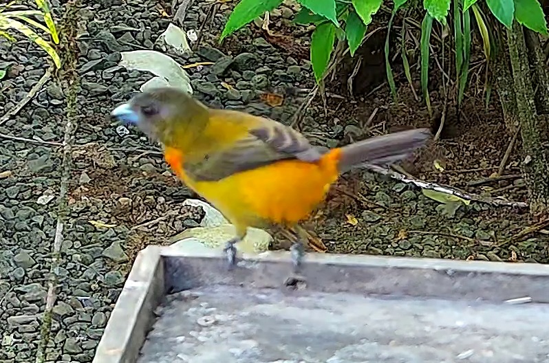 Tangara flamboyant