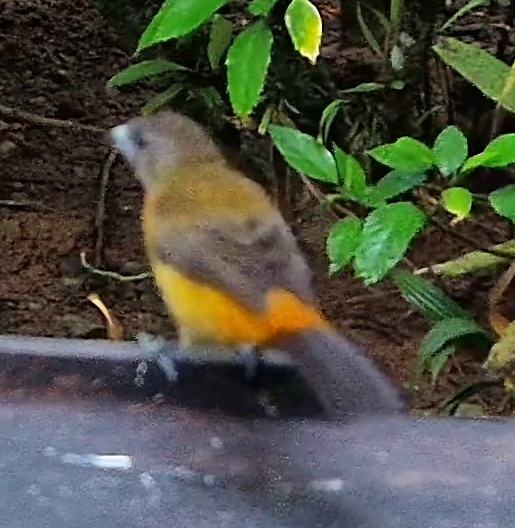 Tangara flamboyant