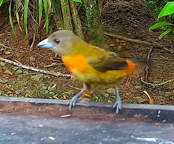 Tangara flamboyant