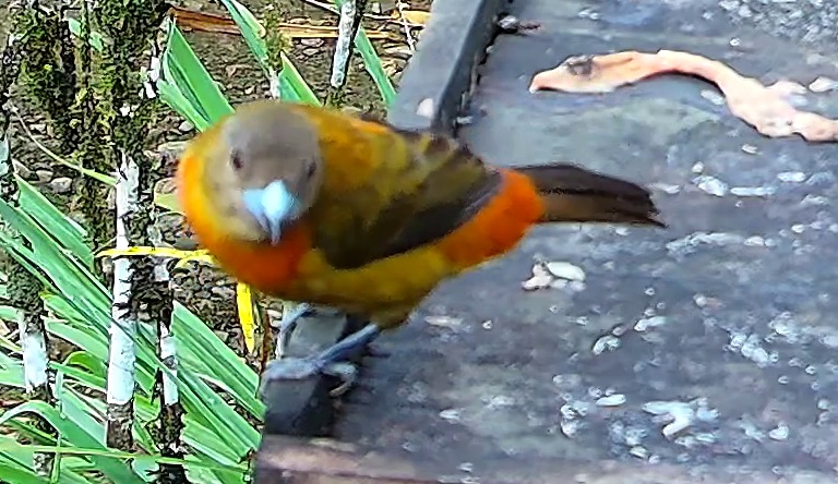 Tangara flamboyant