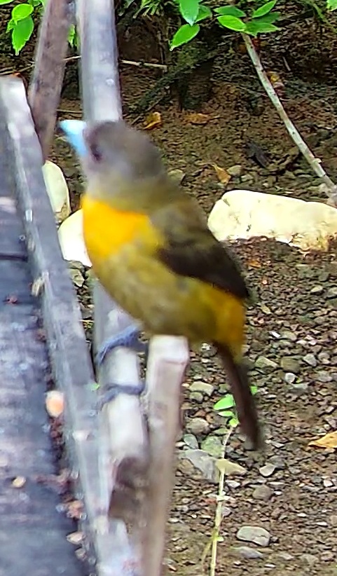 Tangara flamboyant
