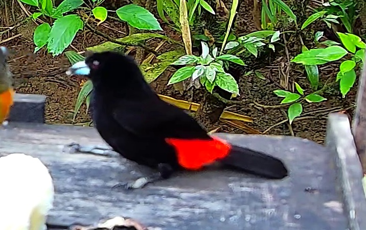 Tangara flamboyant