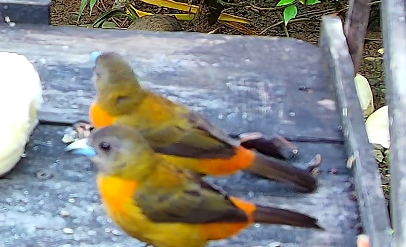 Tangara flamboyant