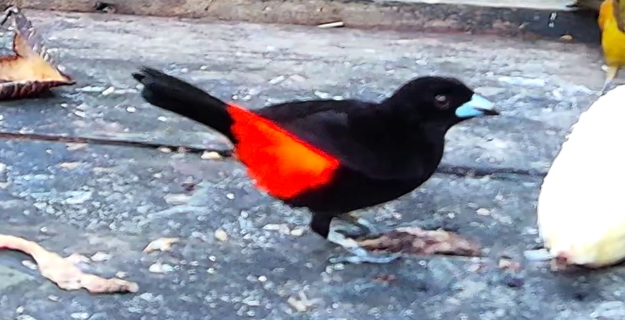 Tangara à croupion rouge