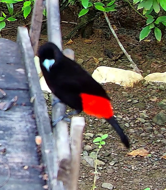 Tangara à croupion rouge