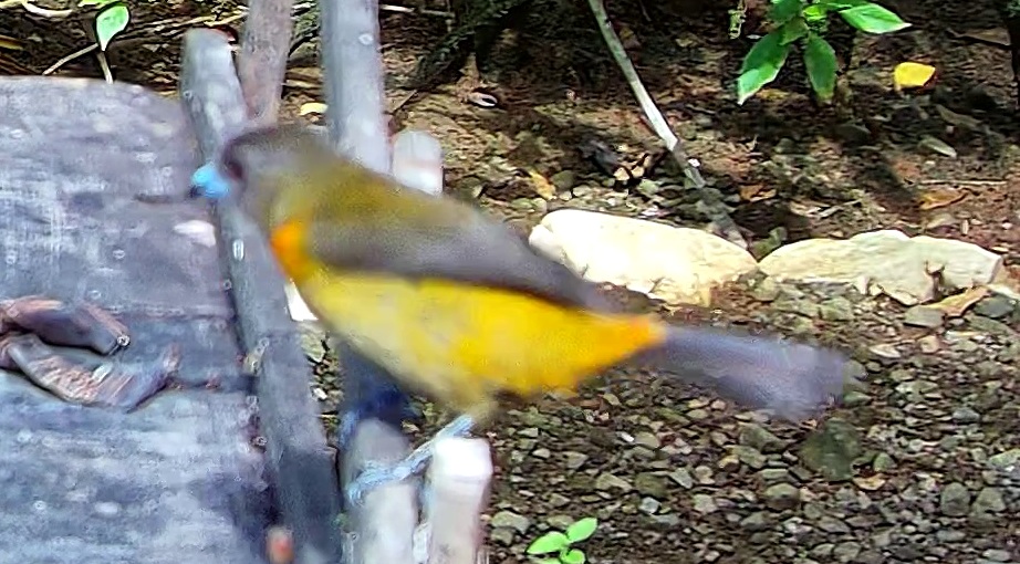 Tangara flamboyant