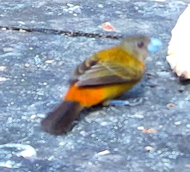 Tangara flamboyant