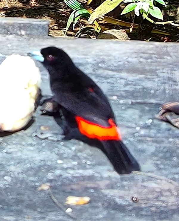 Tangara à croupion rouge