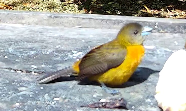 Tangara flamboyant