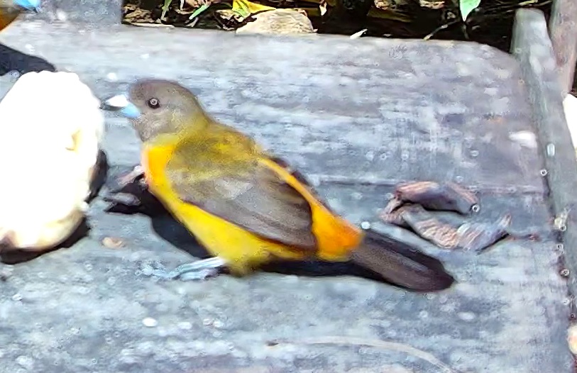 Tangara flamboyant
