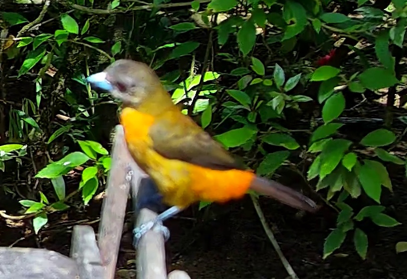 Tangara flamboyant