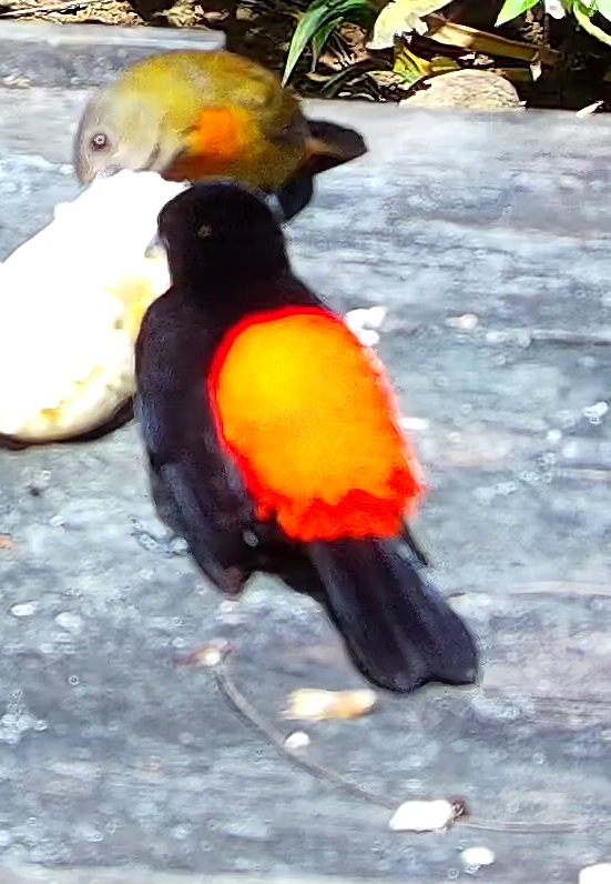 Tangara flamboyant