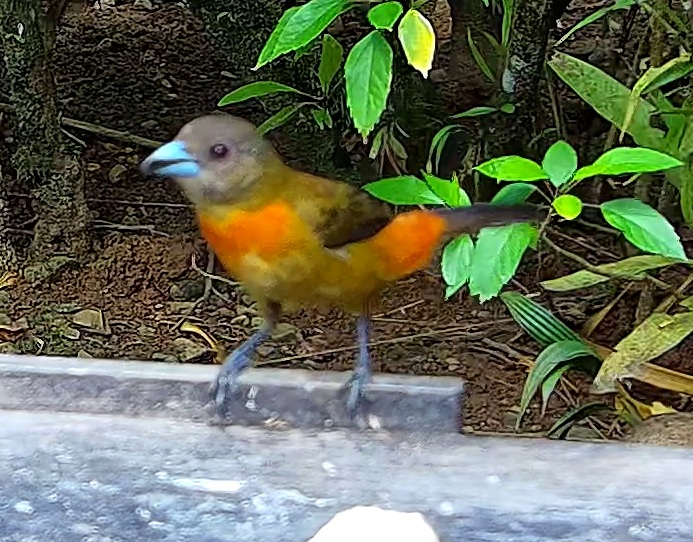 Tangara flamboyant