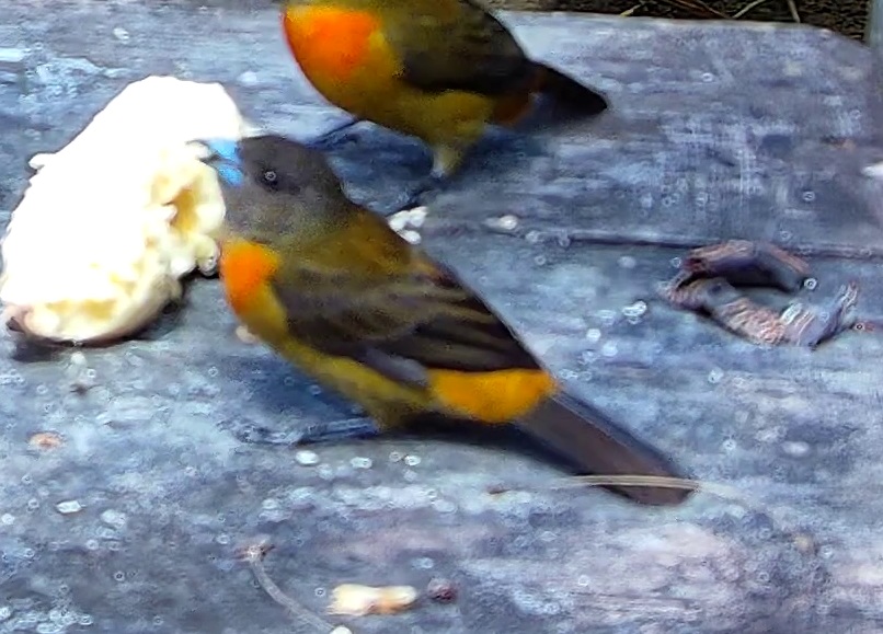 Tangara flamboyant
