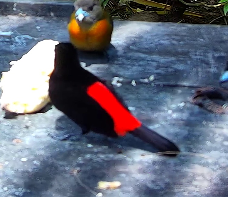 Tangara flamboyant