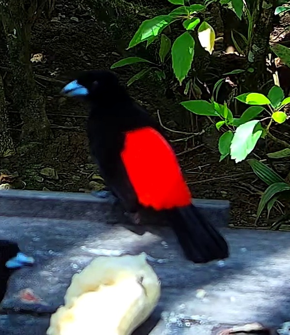 Tangara flamboyant