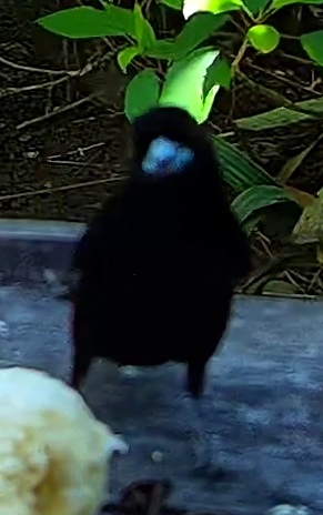 Tangara flamboyant