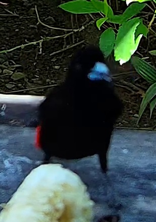 Tangara à dos rouge