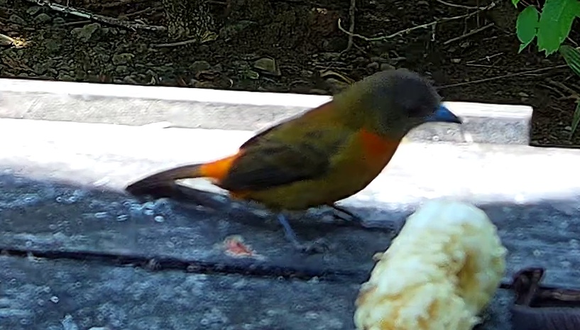 Tangara flamboyant