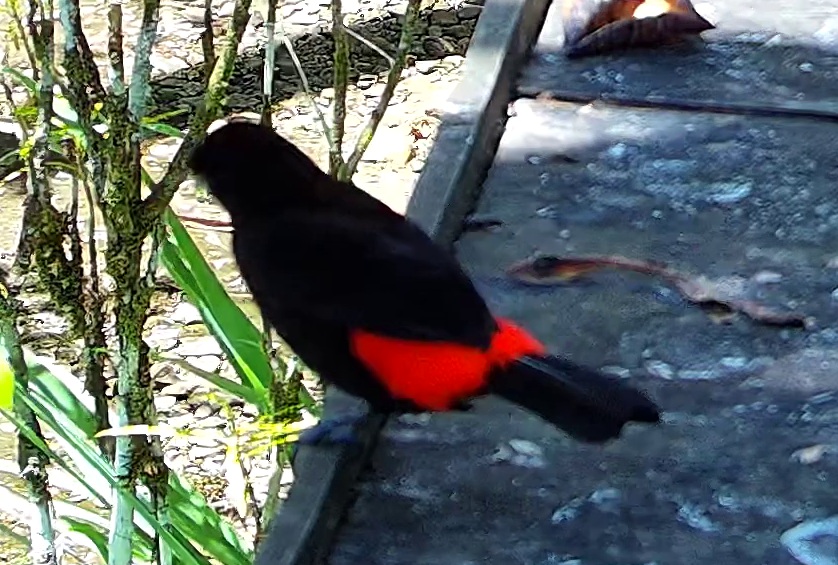 Tangara à croupion rouge