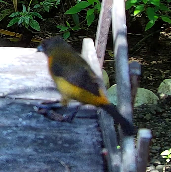 Tangara flamboyant
