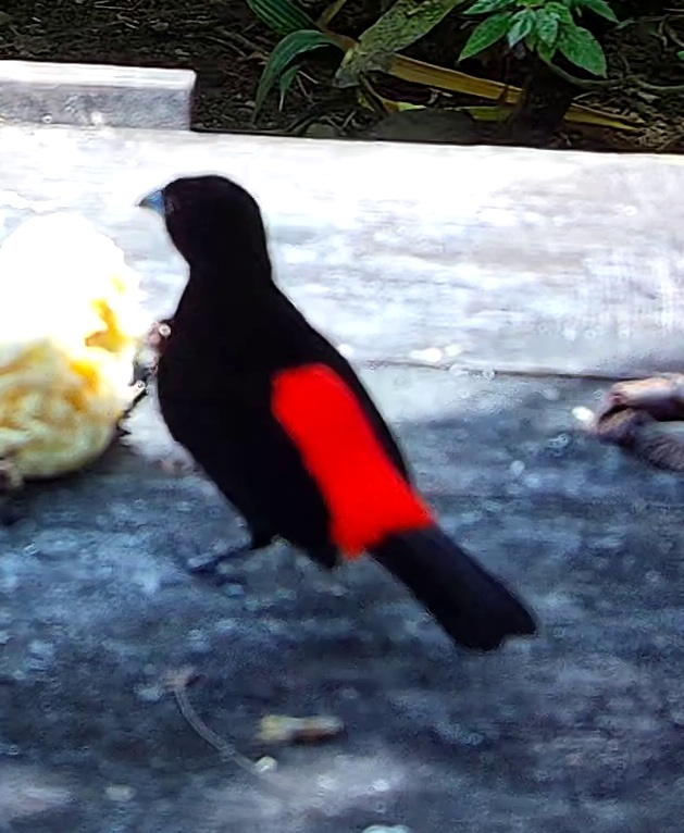Tangara flamboyant