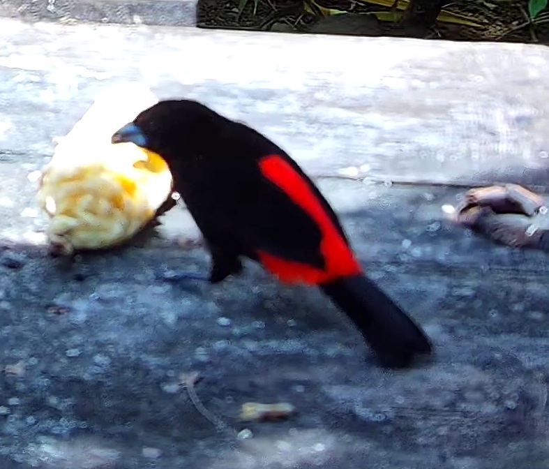 Tangara du Costa Rica