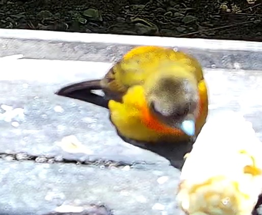 Tangara flamboyant