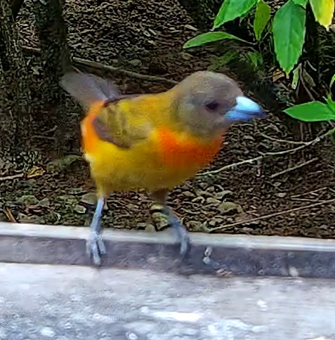 Tangara flamboyant