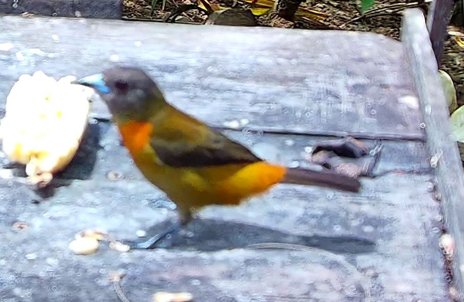 Tangara flamboyant