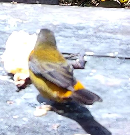 Tangara flamboyant