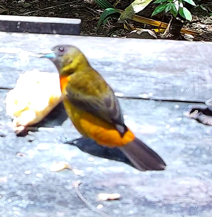 Tangara flamboyant