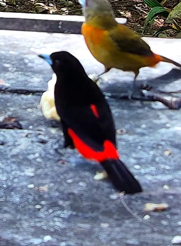 Tangara du Costa Rica