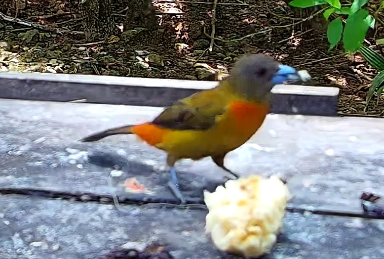 Tangara ceinturé