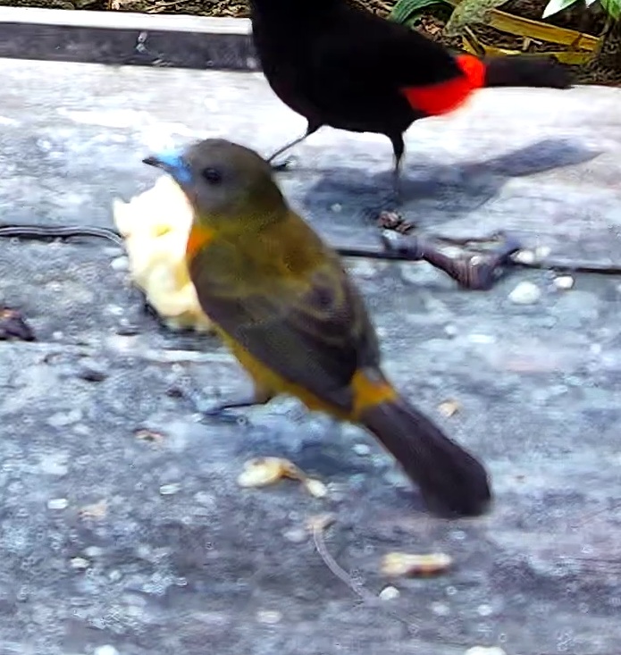 Tangara à croupion rouge