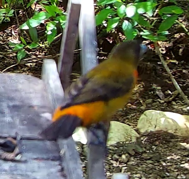 Tangara flamboyant