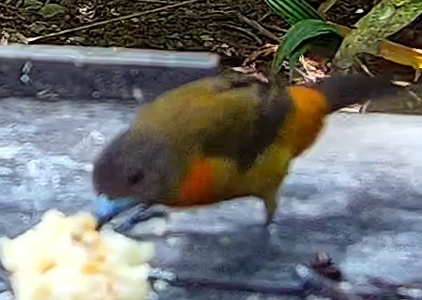 Tangara à croupion rouge