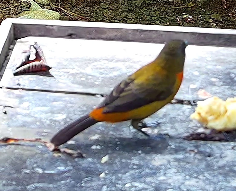 Tangara flamboyant