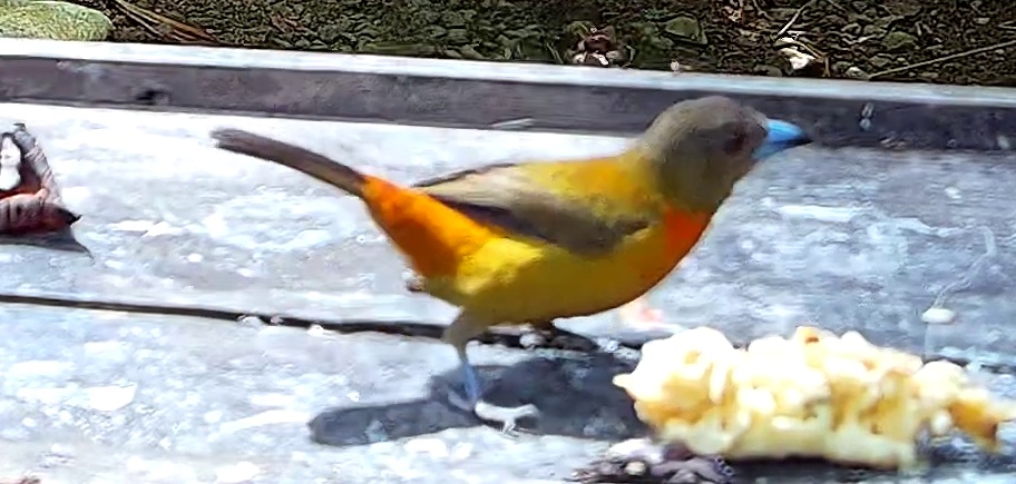 Tangara flamboyant