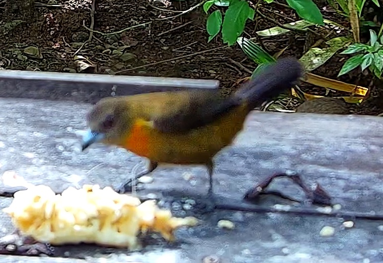 Tangara flamboyant