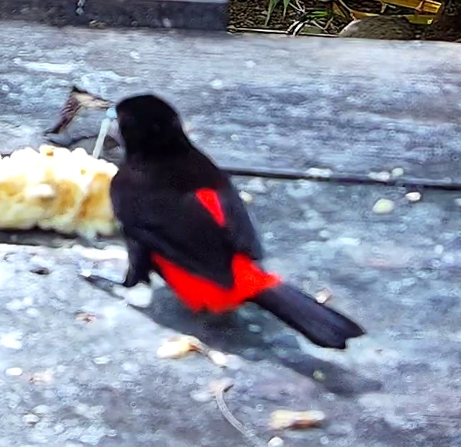 Tangara flamboyant