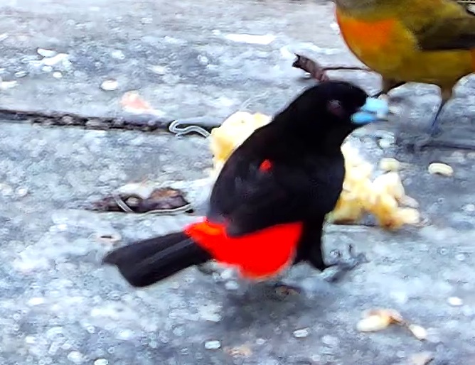 Tangara à croupion rouge