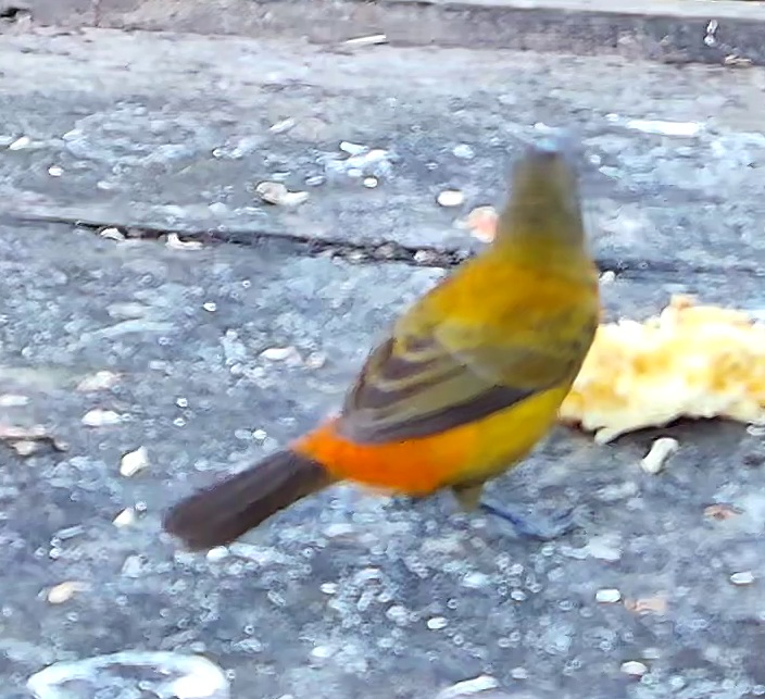 Tangara flamboyant