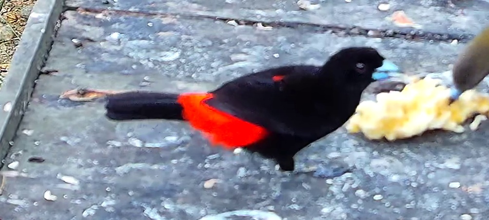 Tangara flamboyant