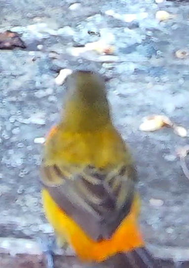 Tangara flamboyant