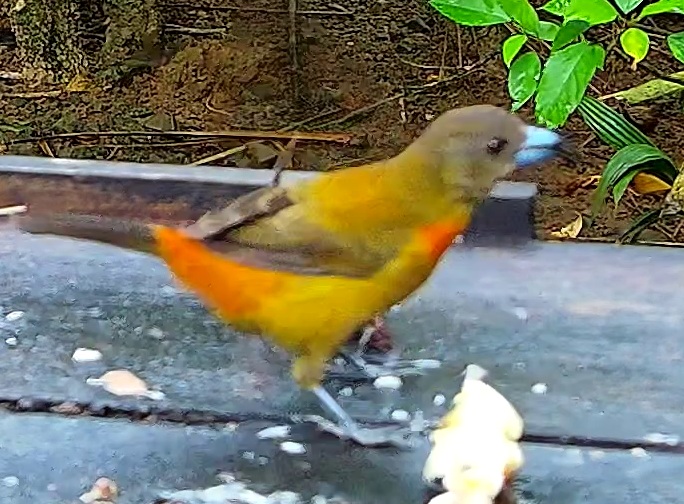 Tangara flamboyant