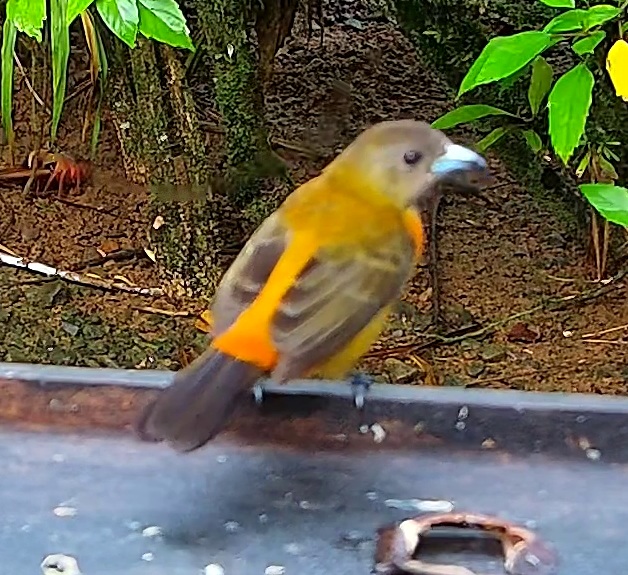 Tangara flamboyant